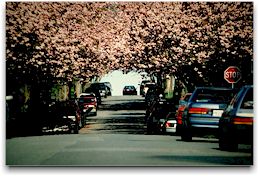 Cherry blossoms in east Vancouver